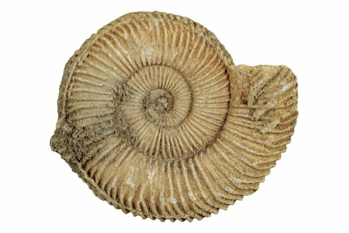 Jurassic Ammonite (Dactylioceras) Fossil - Germany #262974